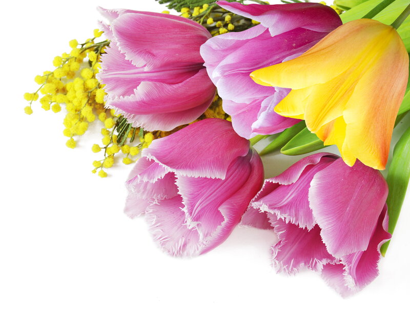 Pink and Yellow Tulips — Bright