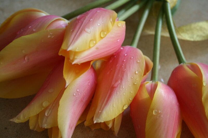 Pink and Yellow Tulips — Calm, Photograph