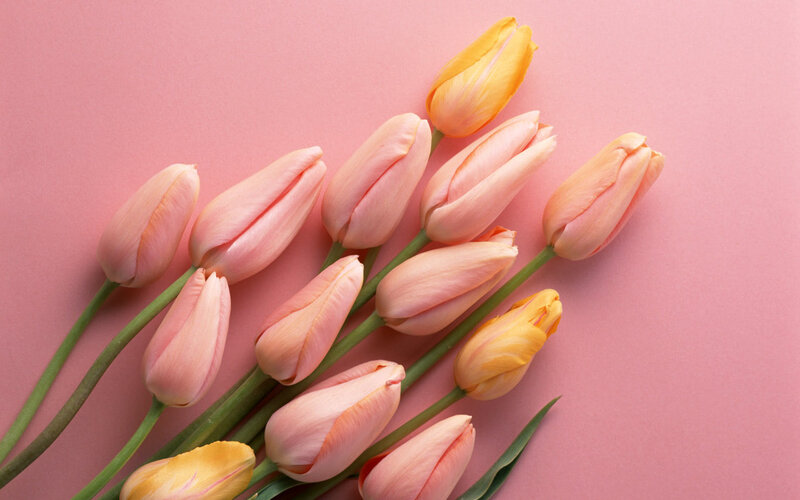 Pink and Yellow Tulips — Calm, Spring, Photograph, Flowers, Stems