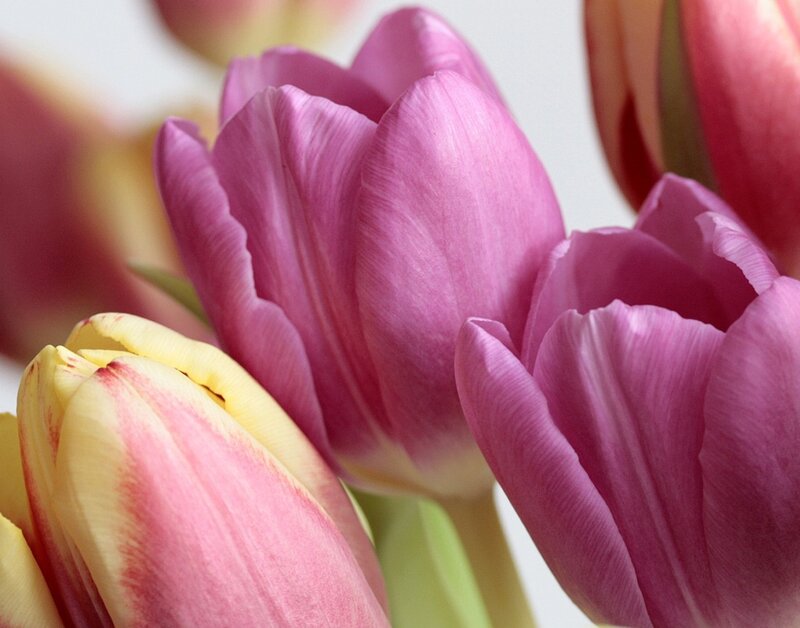 Pink and Yellow Tulips — Calm, Spring, Photograph, Flowers