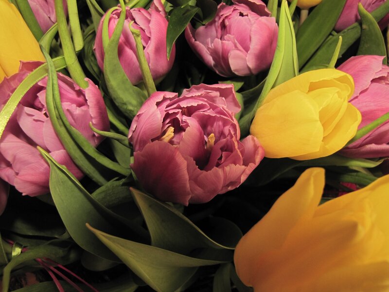 Pink and Yellow Tulips — Calm, Spring, Photograph, Green Leaves
