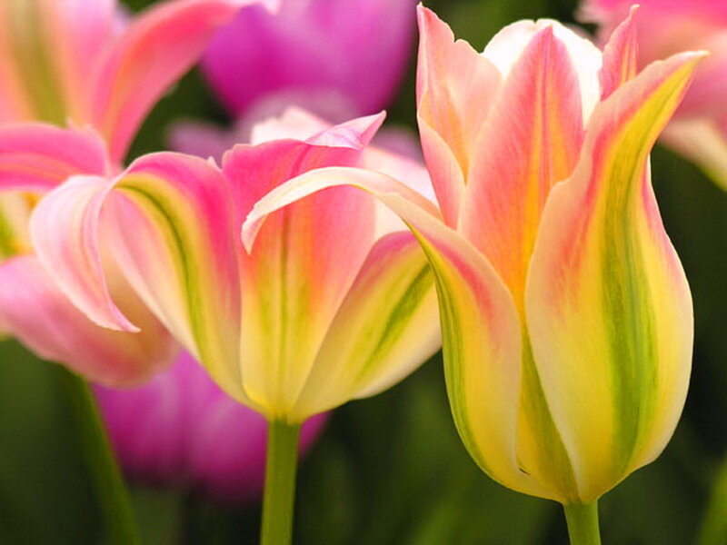 Pink and Yellow Tulips — Calm, Spring, Photograph