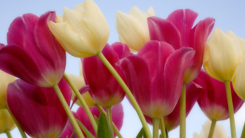 Pink and Yellow Tulips — Calm, Spring