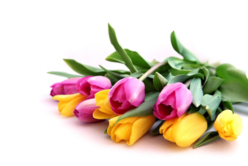 Pink and Yellow Tulips — Calm
