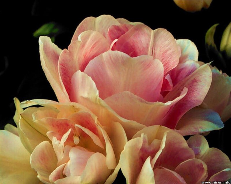 Pink and Yellow Tulips — Dramatic