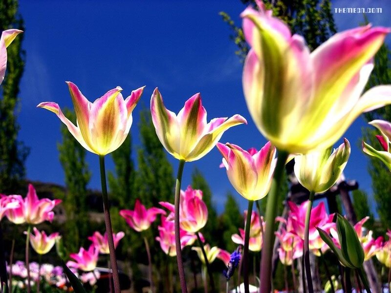 Pink and yellow tulips in a field