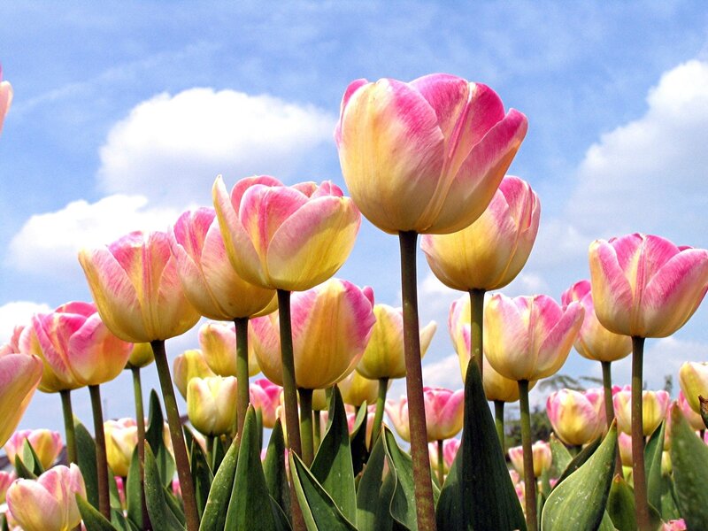 Pink and yellow tulips in a field