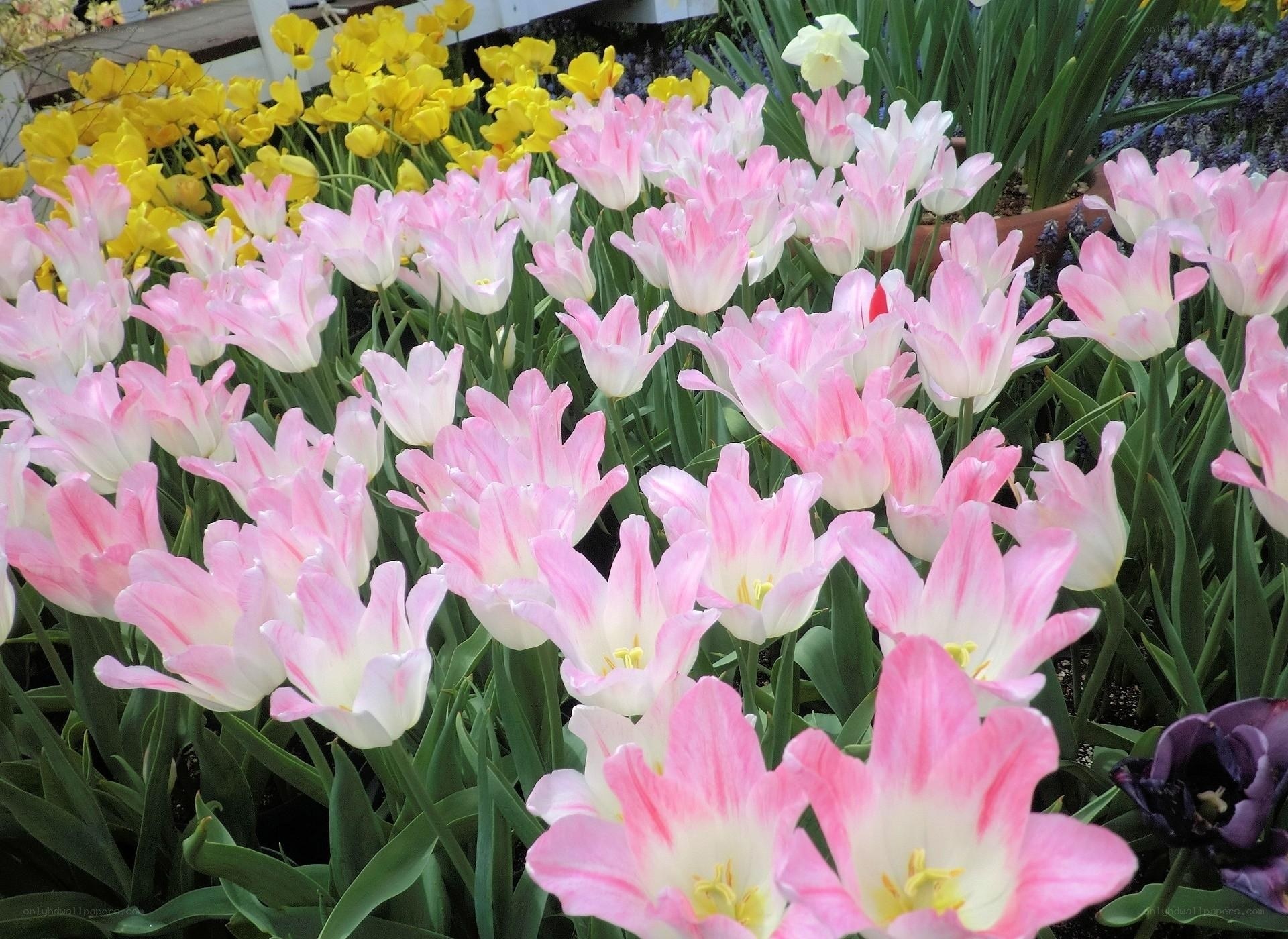 Pink and yellow tulips in bloom
