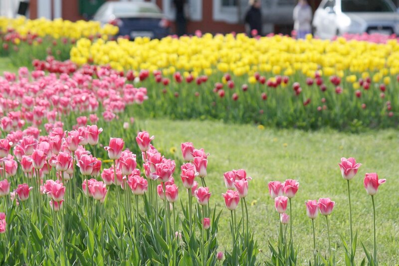 Pink and Yellow Tulips — Serene, Spring, Photograph, Cars