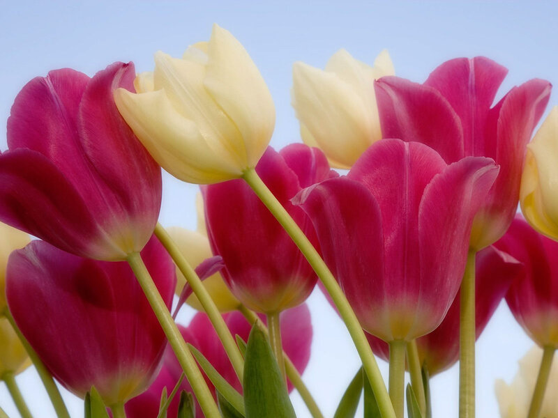 Pink and Yellow Tulips — Serene, Spring, Photograph, Flowers, Stems, Sky