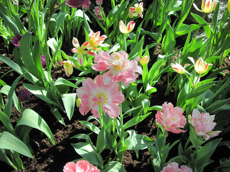Pink and Yellow Tulips — Serene, Spring, Photograph, Green Leaves
