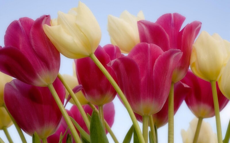 Pink and Yellow Tulips — Serene, Spring, Photograph