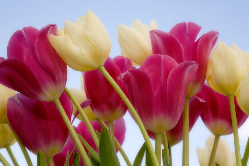 Pink and Yellow Tulips — Serene, Spring