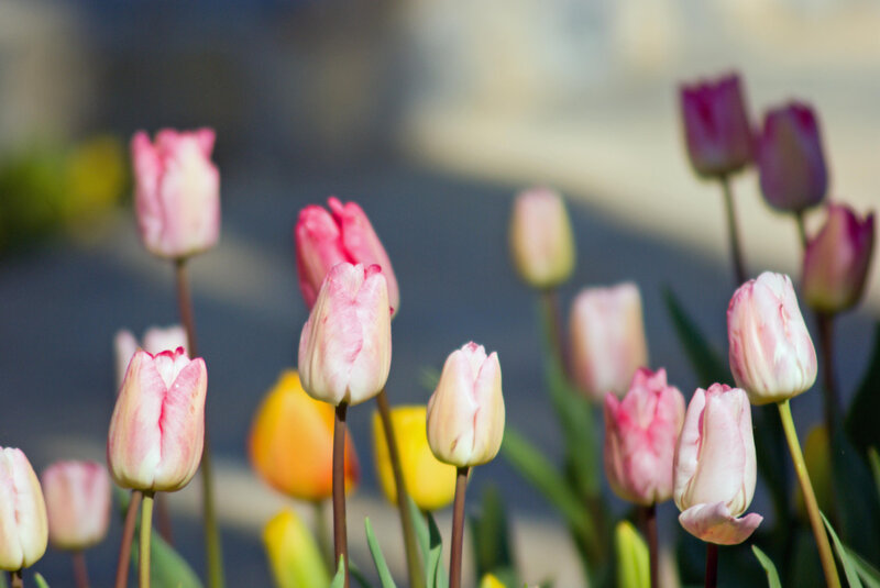 Pink and Yellow Tulips — Serene
