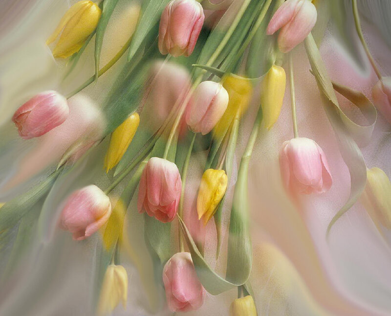 Pink and Yellow Tulips — Soft