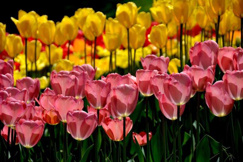 Pink and Yellow Tulips — Vibrant, Spring, Photograph, Flowers, Green Stems