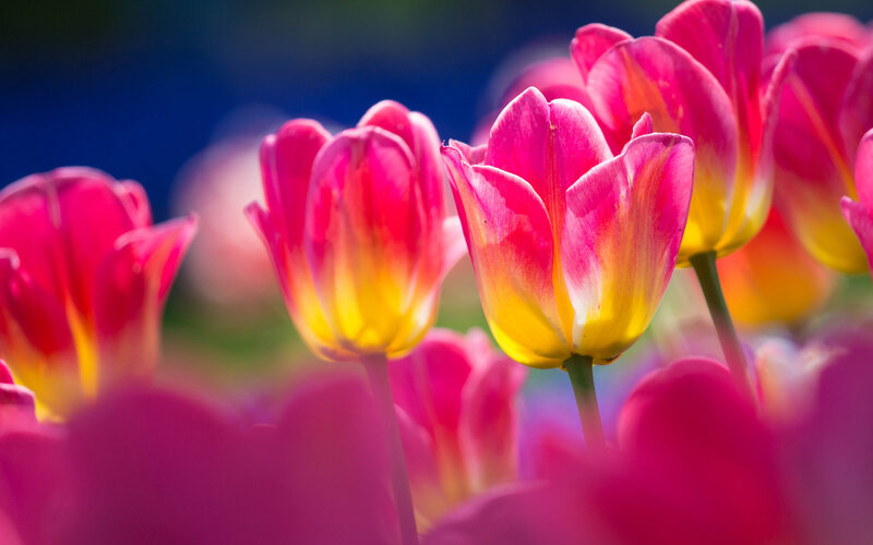 Pink and Yellow Tulips — Vibrant, Spring, Photograph, Flowers, Stems