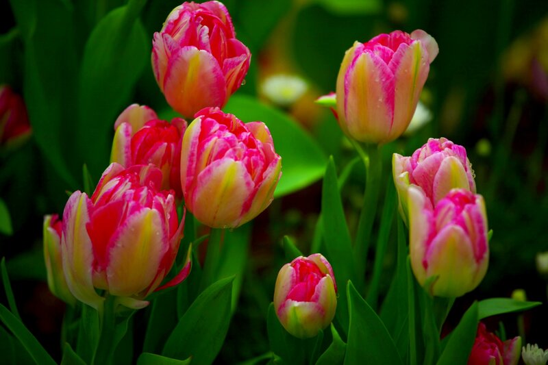 Pink and Yellow Tulips — Vibrant, Spring, Photograph, Green Leaves