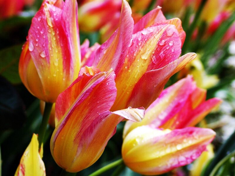 Pink and Yellow Tulips — Vibrant, Spring, Photograph, Raindrops
