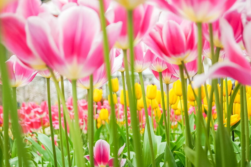 Pink and Yellow Tulips — Vibrant, Spring, Photograph