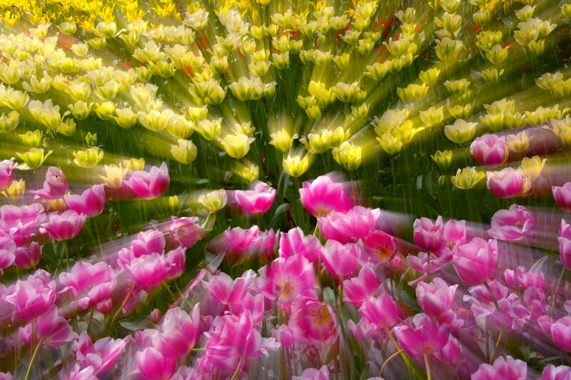 Pink and Yellow Tulips — Vibrant, Spring