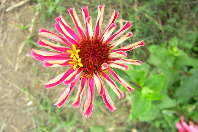 Pink and Yellow Zinnia Flower