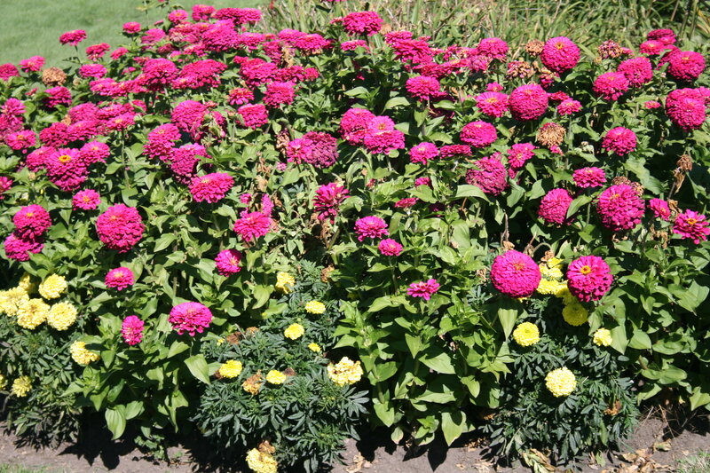 Pink and Yellow Zinnias — Bright