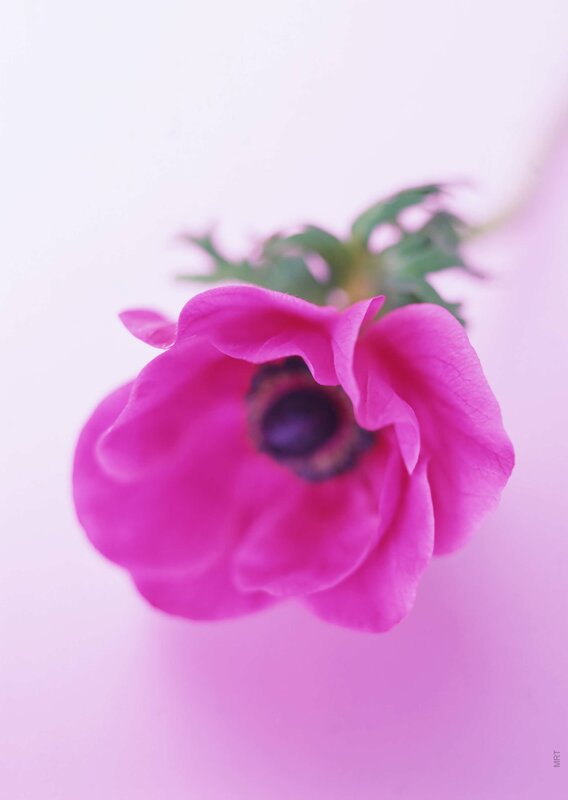 pink anemone flower