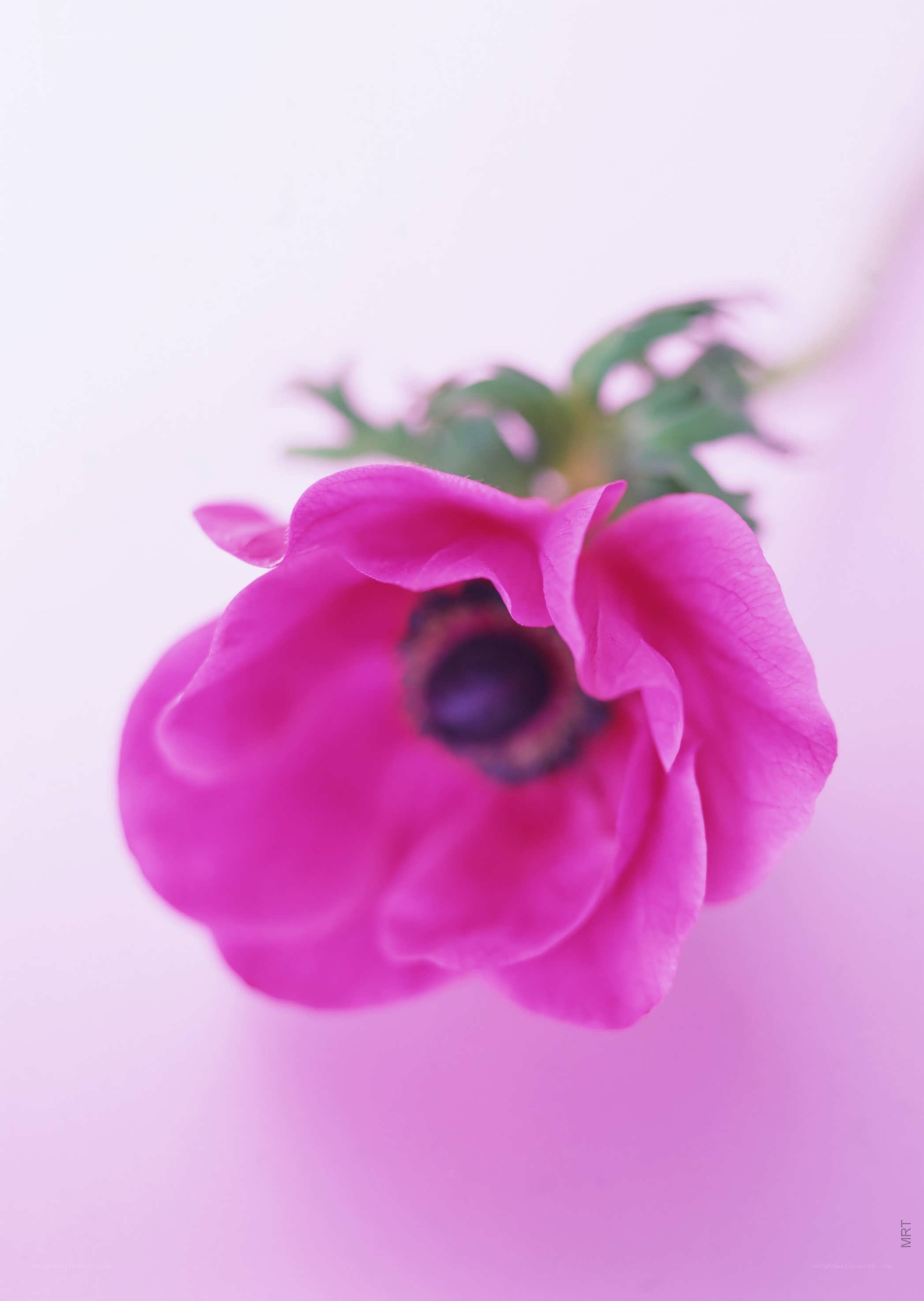 pink anemone flower