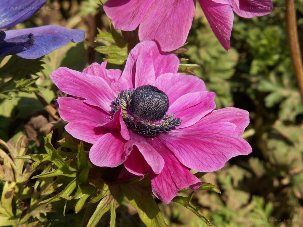 pink anemone flower