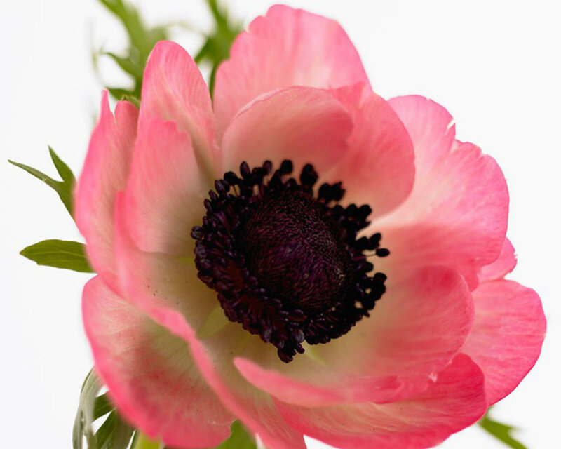 Pink Anemone Flower — Calm, Photograph, Green Leaves