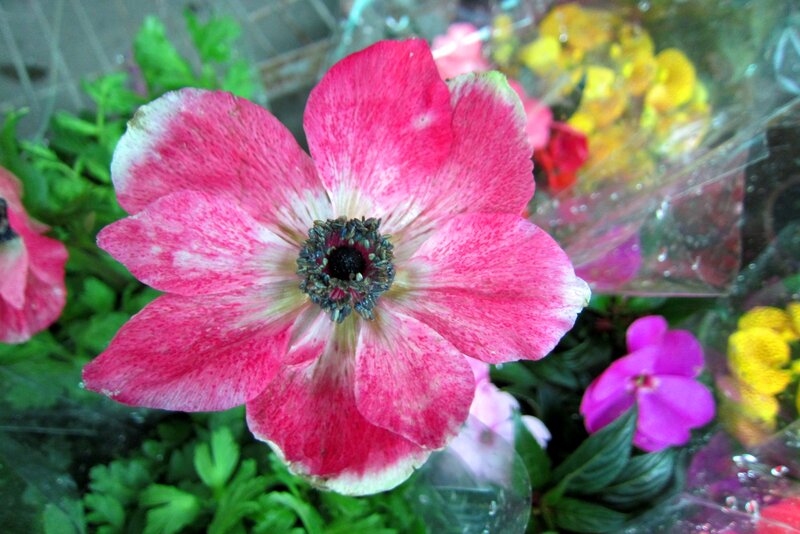 Pink Anemone Flower — Calm, Photograph