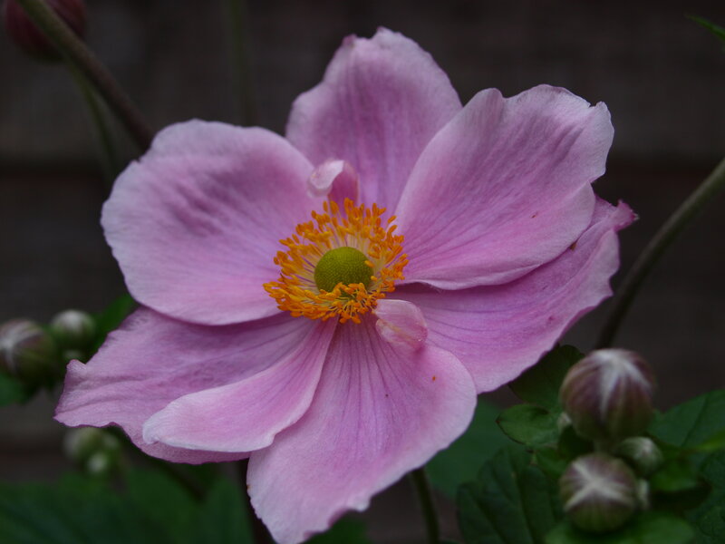 Pink Anemone Flower — Calm