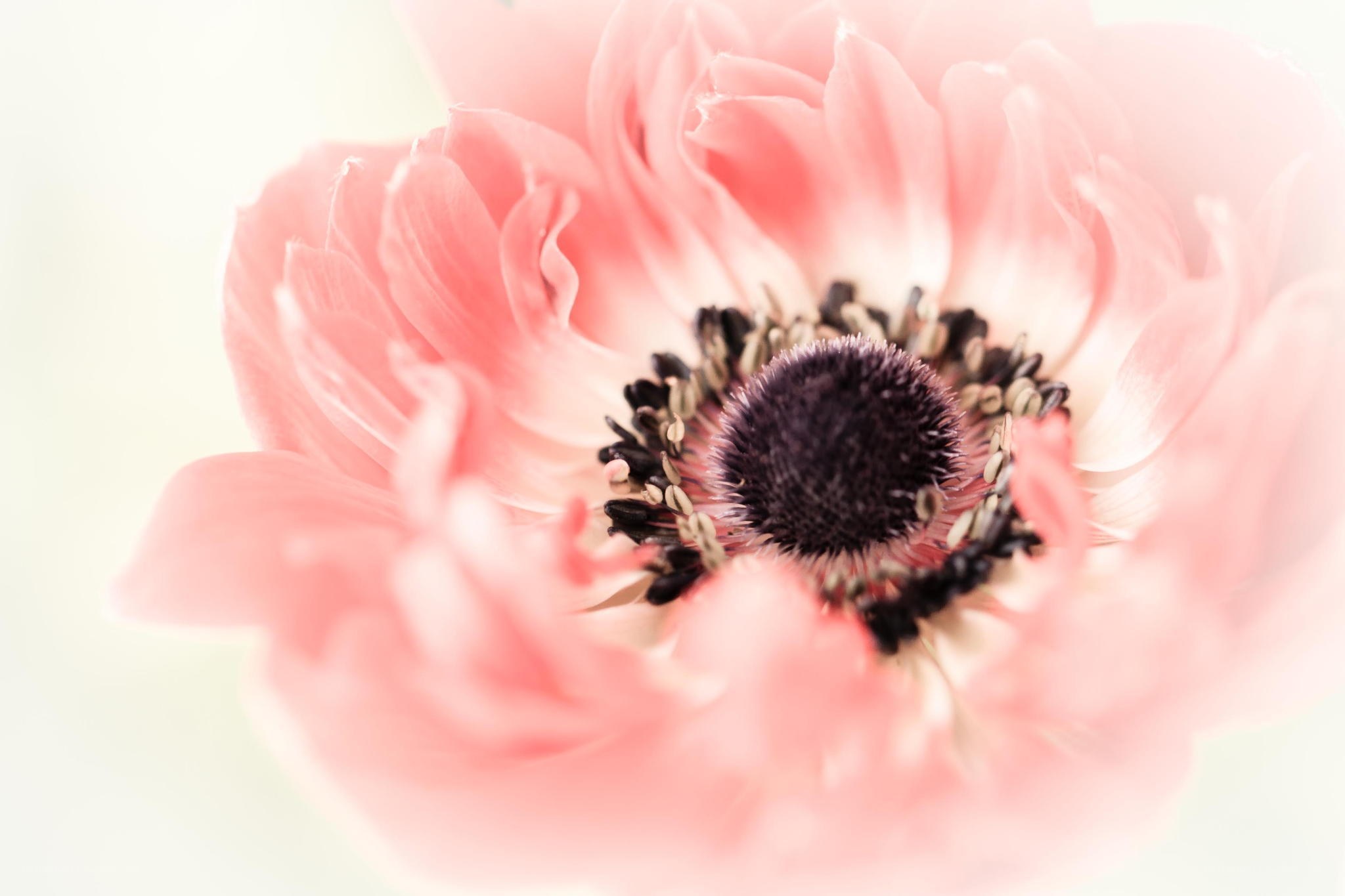 Pink anemone flower close-up