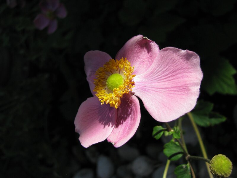 Pink Anemone Flower — Serene, Afternoon