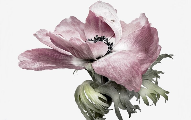 Pink Anemone Flower — Serene, Photograph