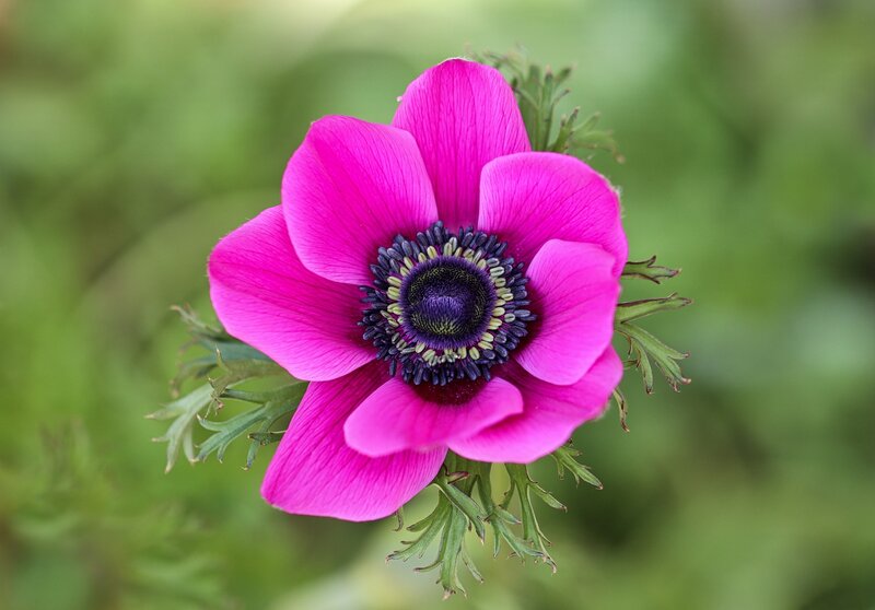 Pink Anemone Flower — Serene, Spring, Photograph