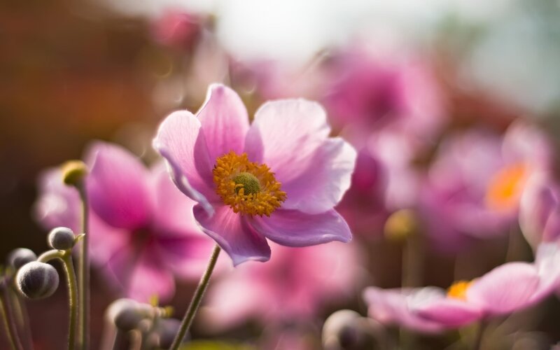 Pink Anemone Flower — Serene, Spring