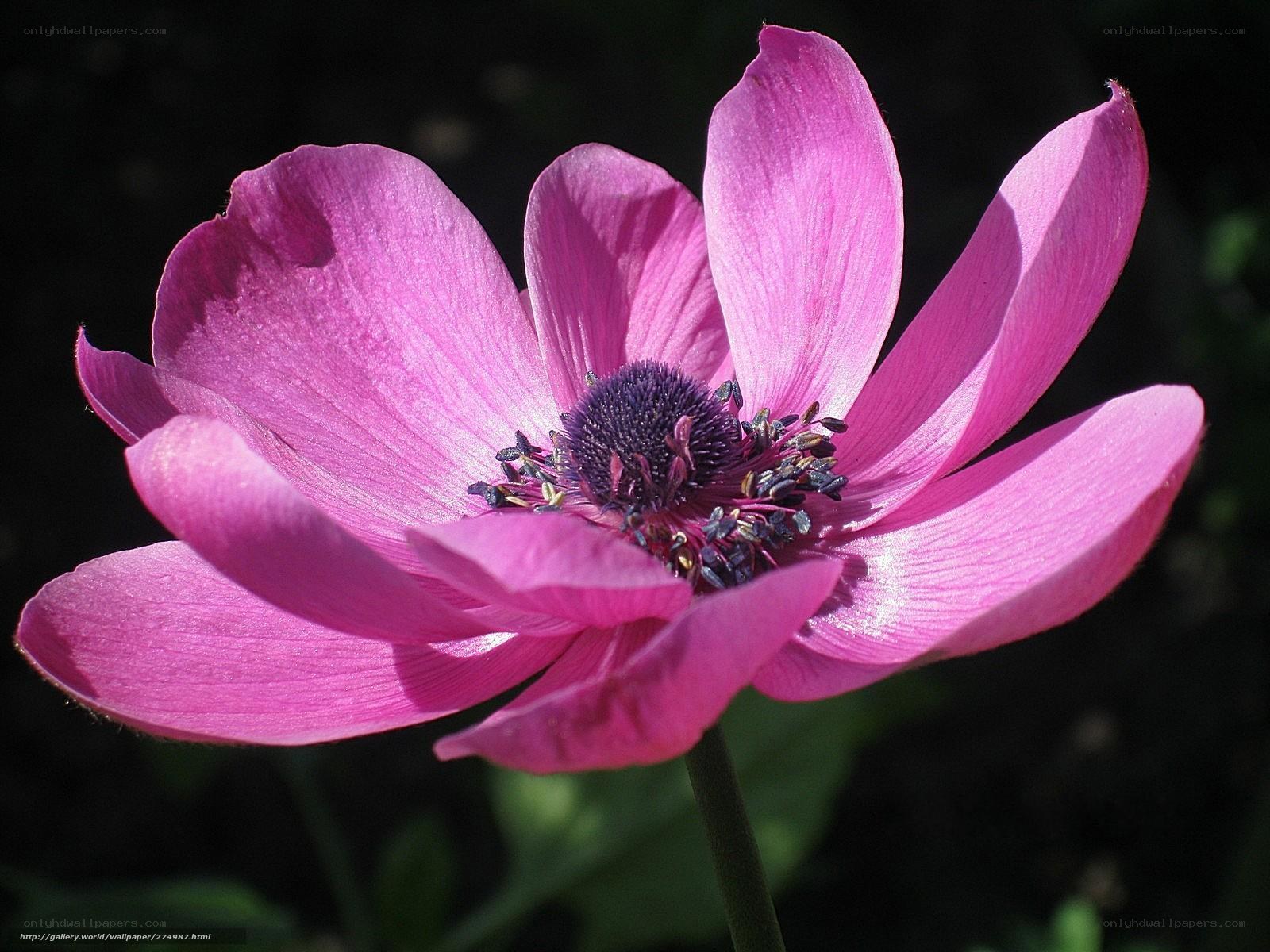 Pink Anemone Flower