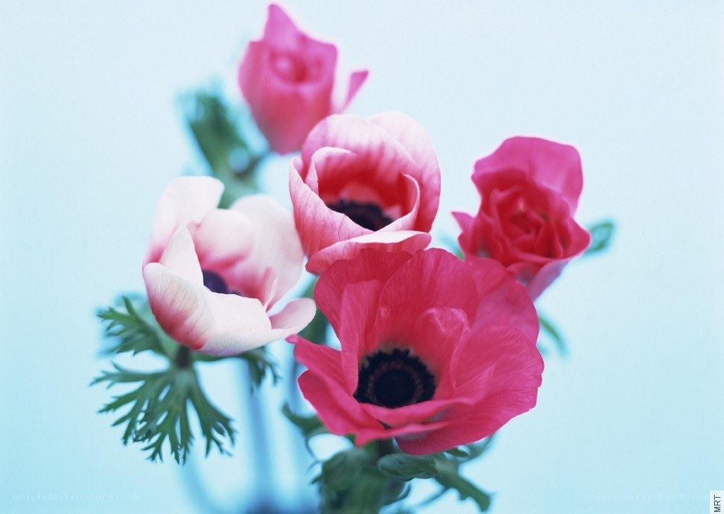 Pink anemone flowers