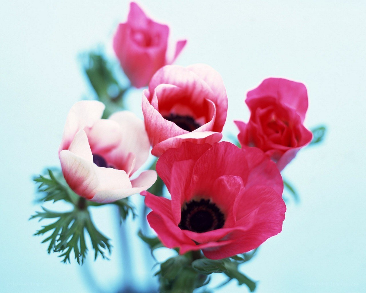 Pink anemone flowers