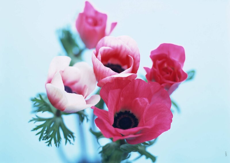 Pink Anemone Flowers — Calm, Photograph, Green Leaves