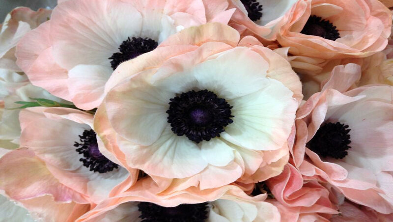 Pink Anemone Flowers — Calm, Photograph