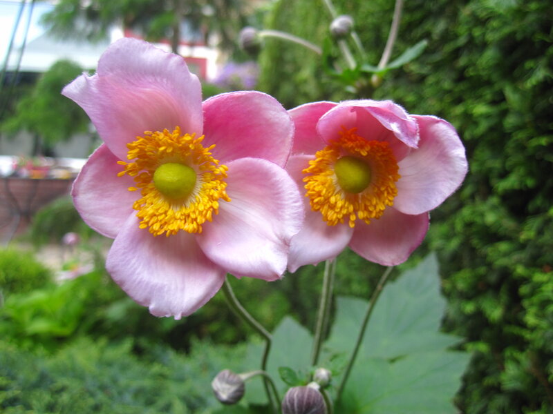 Pink Anemone Flowers — Calm, Spring