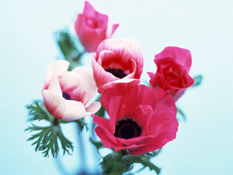 Pink Anemone Flowers — Calm