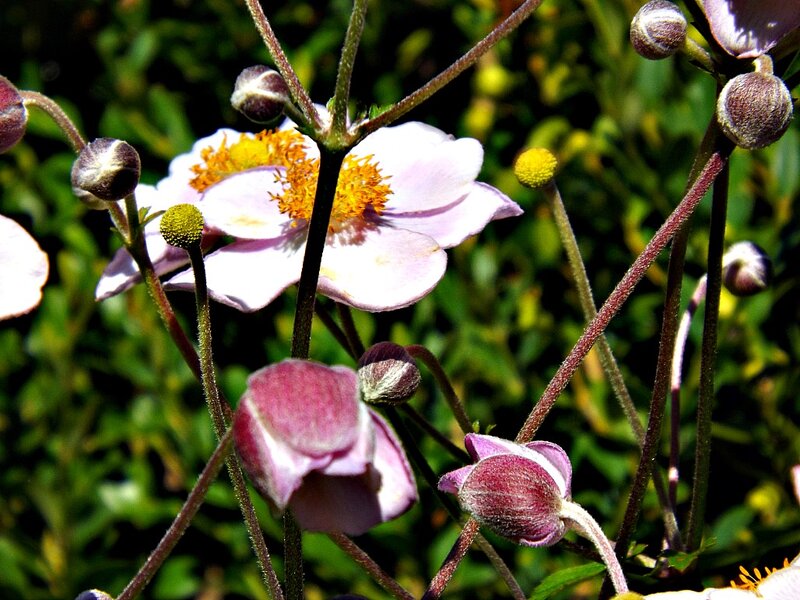 Pink Anemone Flowers — Natural