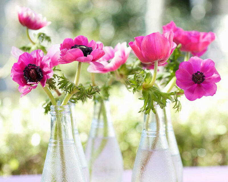 Pink Anemone Flowers — Serene, Afternoon