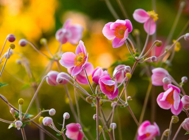 Pink Anemone Flowers — Serene, Autumn