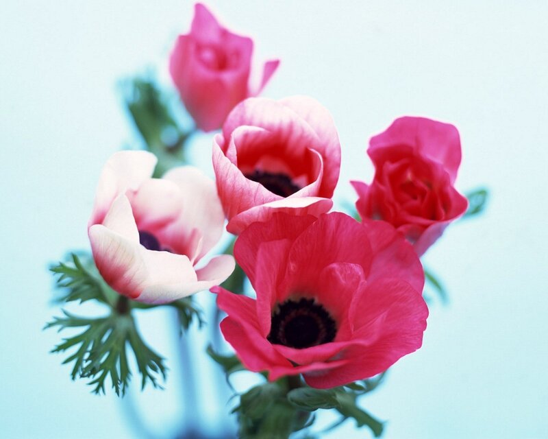 Pink Anemone Flowers — Serene, Photograph, Green Leaves