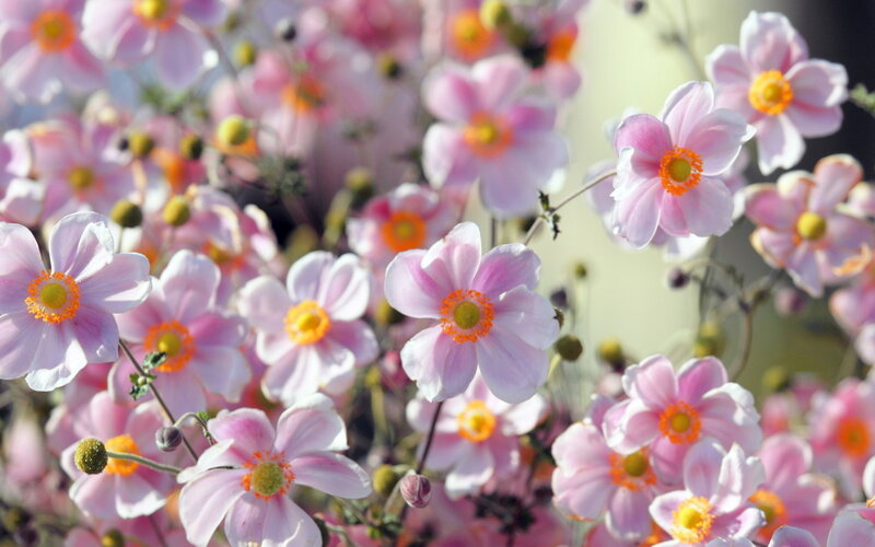 Pink Anemone Flowers — Serene, Spring